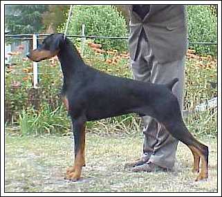 Dobermann